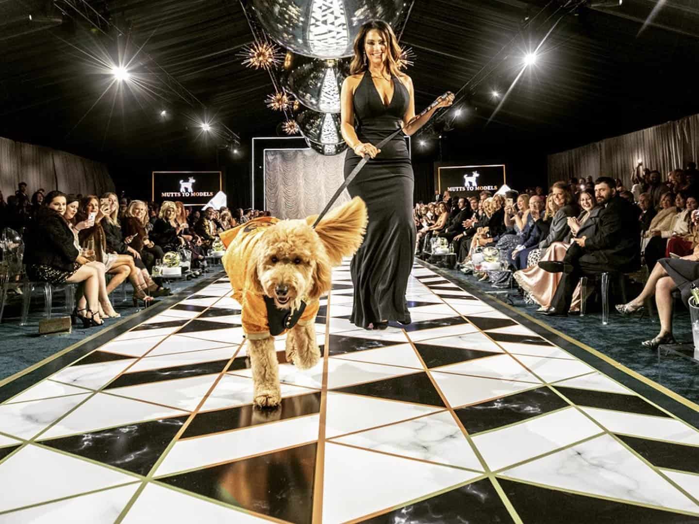 Scott's Wish Mutts to Models